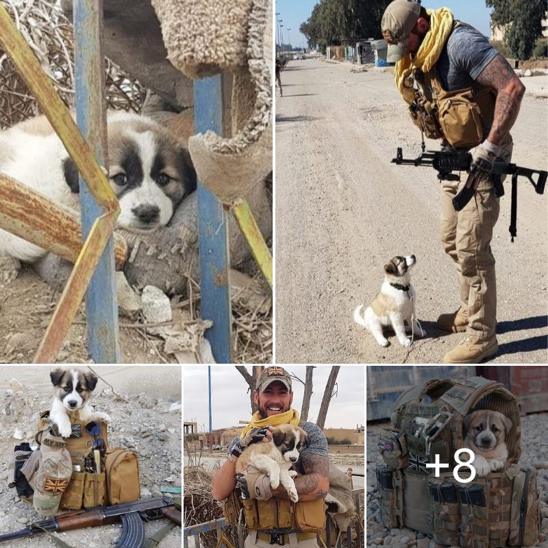 The puppy became the soldier’s companion, after being rescued from the rubble by him